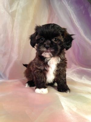 Have You Been Looking for Teddy Bear Breeders in Wisconsin, Illinois or Minnesota? Brian and Karen Sterrenberg are Iowa Dog Breeders that have been Breeding for Over 20 Years! Just a Short Drive for Puppy Buyers in IL,IA,MN, and WI.